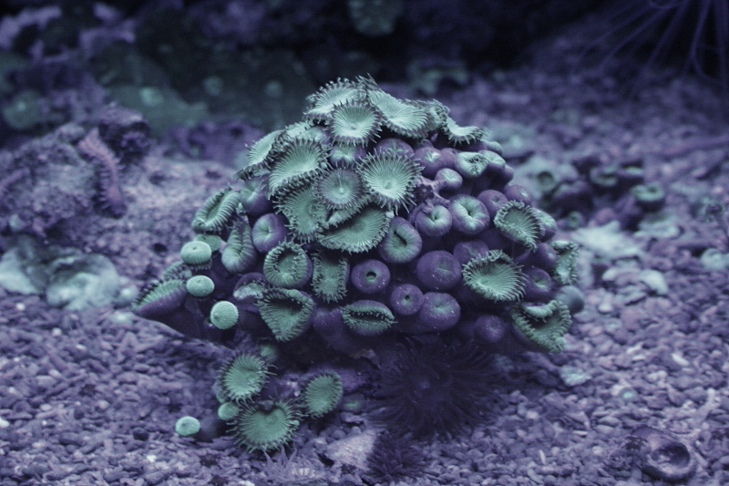 Killikus&reg; Fotographie